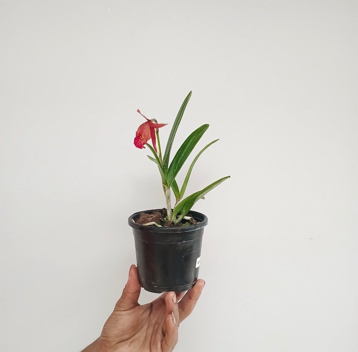 Cattleya (Bl.) Rustic Spots #3 Orchid Plant - FF (With Bud/ Flower)