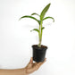 Dendrobium Sonia White Orchid Plant - BS