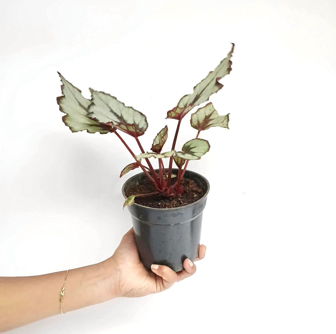 Rex Begonia | 8 Options