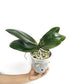Phalaenopsis GC Reyoung Lava Orchid Plant - BS