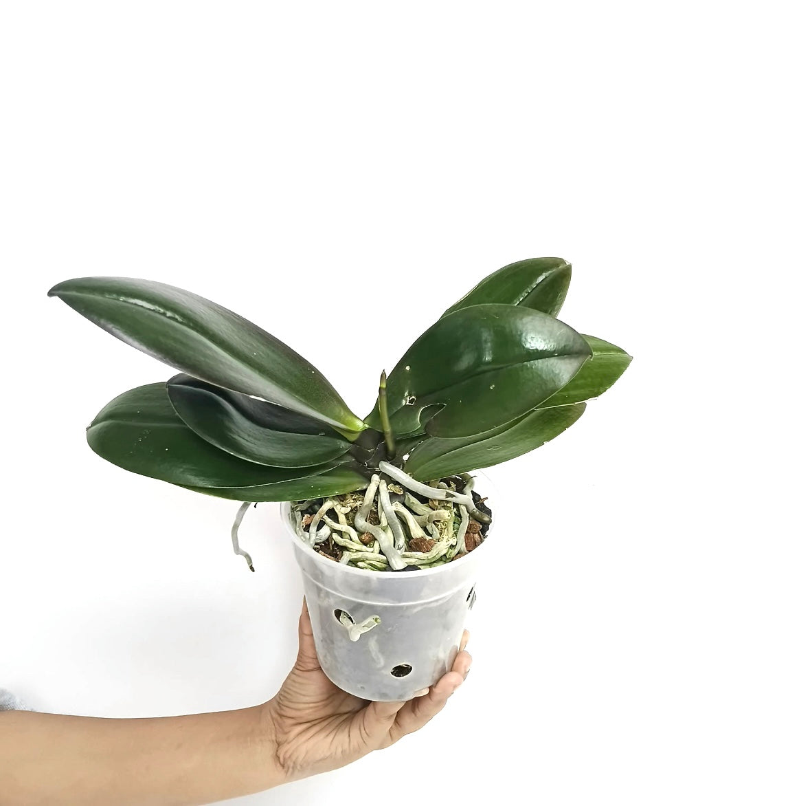 Phalaenopsis GC Reyoung Lava Orchid Plant - BS