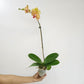 Phalaenopsis KV Beauty Orchid Plant - FF