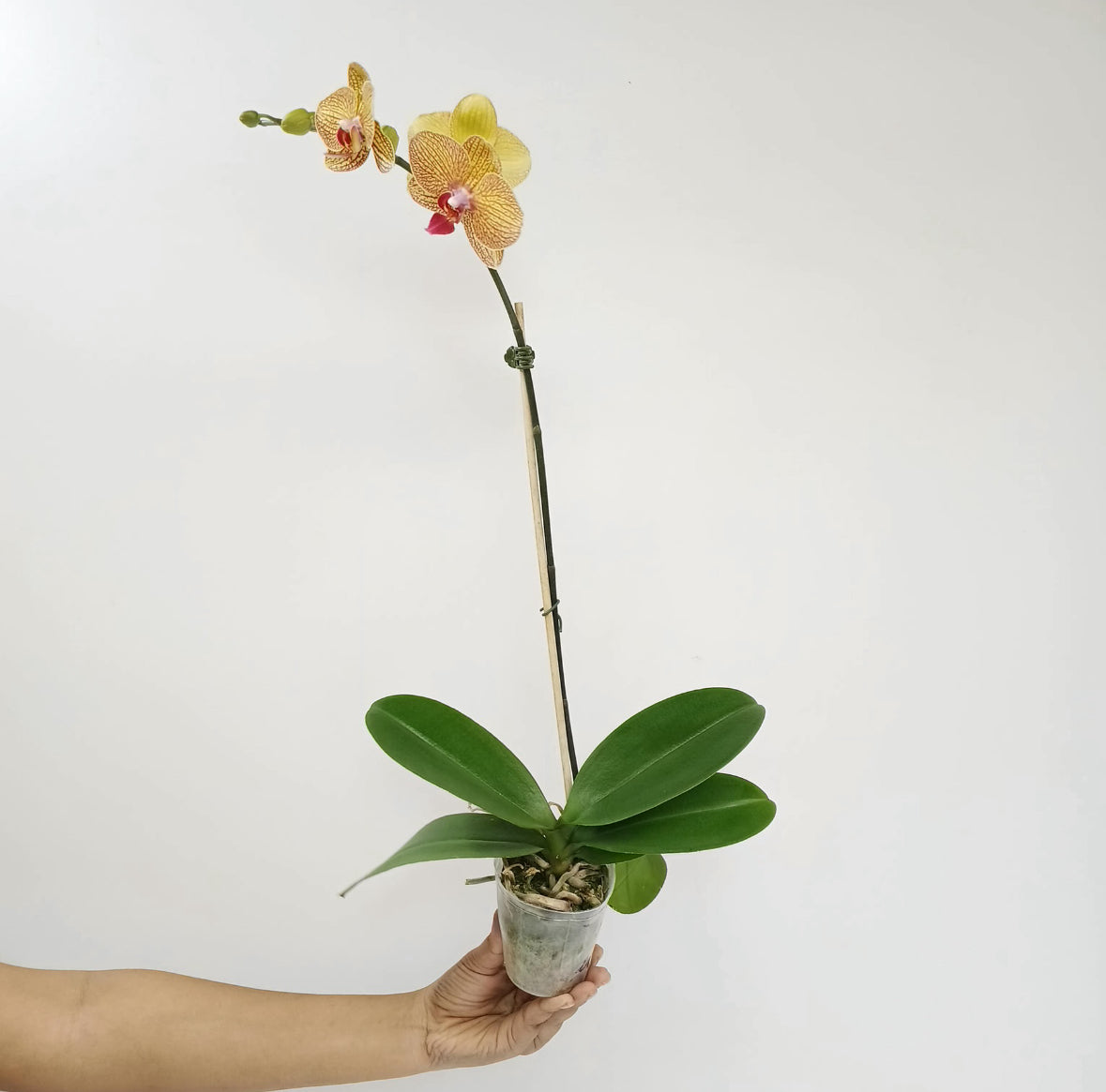 Phalaenopsis KV Beauty Orchid Plant - FF