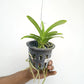 Vanda Apec Blue Orchid Plant - MS