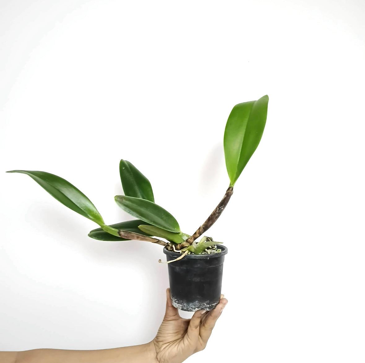 Cattleya Chunfong Little Sun Orchid Plant - BS