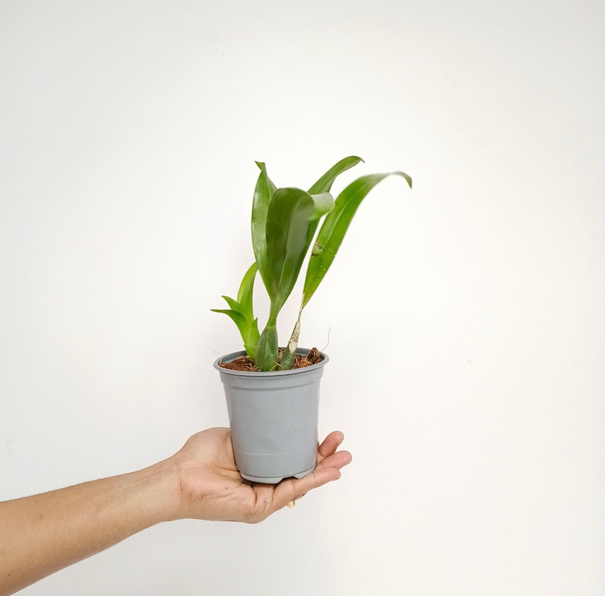 Oncidium (Odontoglossum) Titanium Purple Orchid Plant - BS - Buy Orchids Plants Online by Orchid-Tree.com