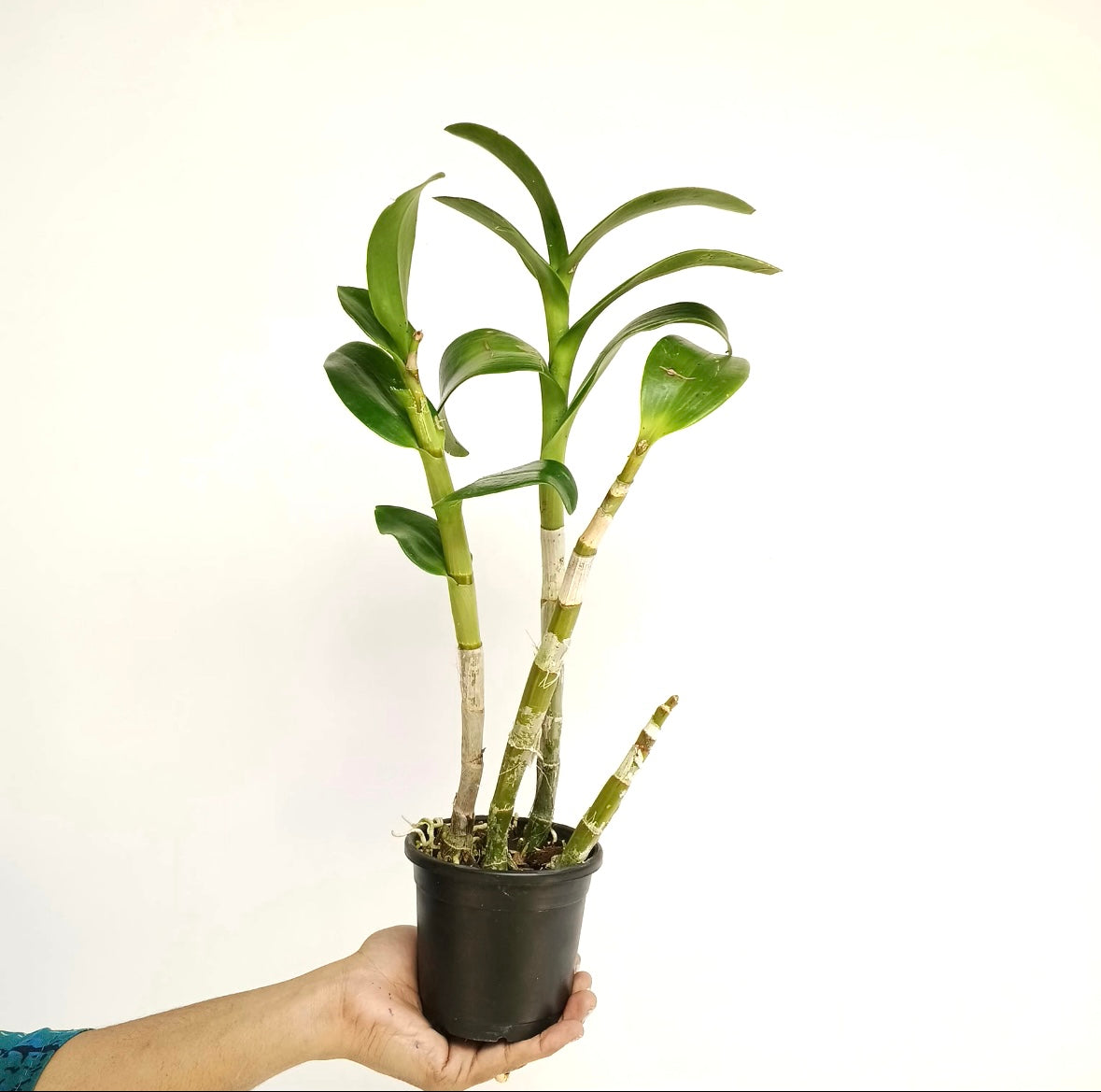 Dendrobium Yellow Pink Lip Orchid Plant - BS