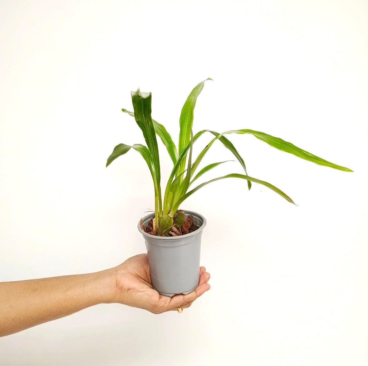 Zygopetalum 'Impasto Blue' Orchid Plant - BS - Buy Orchids Plants Online by Orchid-Tree.com