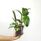 Cattleya (Rth.) Prakai Saed Orchid Plant - FF