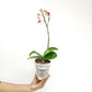 Phalaenopsis Tying Shin Girl Orchid Plant - FF