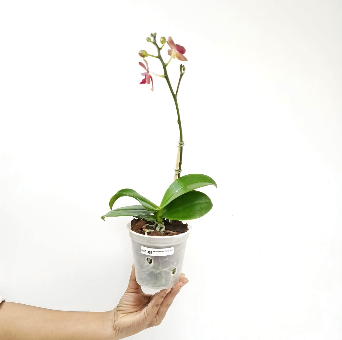 Phalaenopsis Tying Shin Girl Orchid Plant - FF