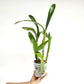 Cattleya (Myrmecophila) Burgundy Orchid Plant - BS