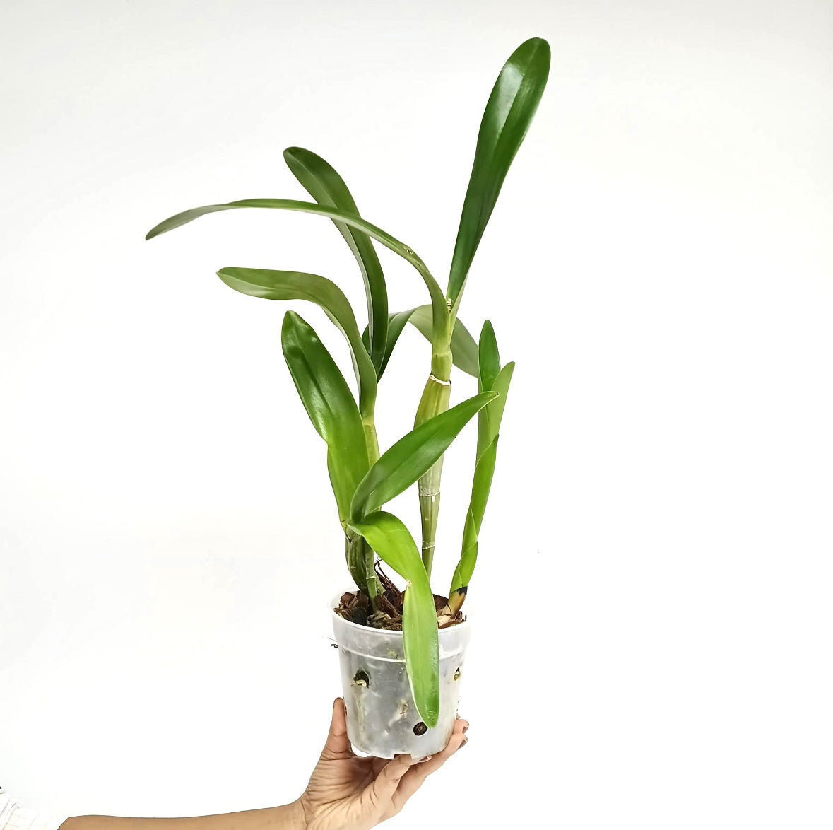 Cattleya (Myrmecophila) Burgundy Orchid Plant - BS