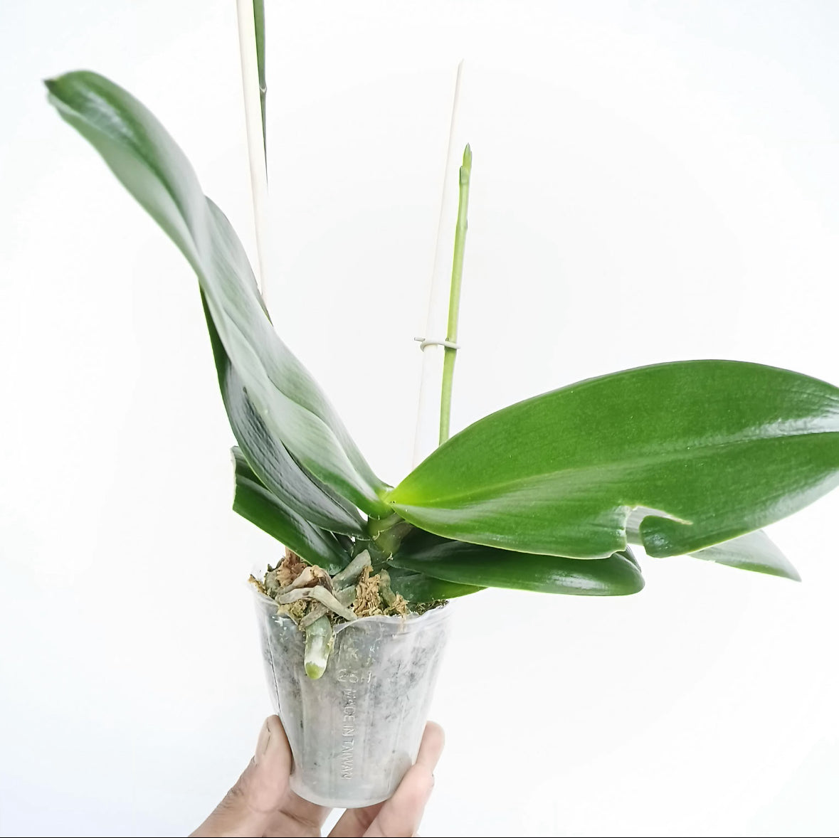 Phalaenopsis Love Waltz Orchid Plant - FF