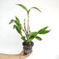 Dendrobium Caesar 4N Orchid plant - MS
