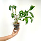 Dendrobium Arredang Green Orchid Plant - FF ( Emerging spike)