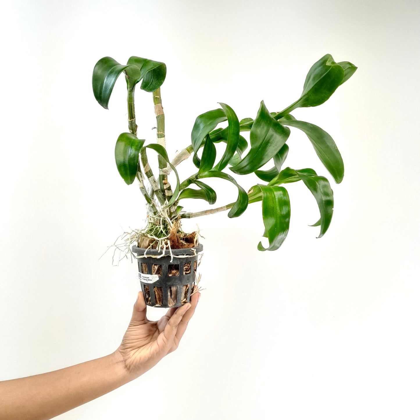 Dendrobium Arredang Green Orchid Plant - FF ( Emerging spike)
