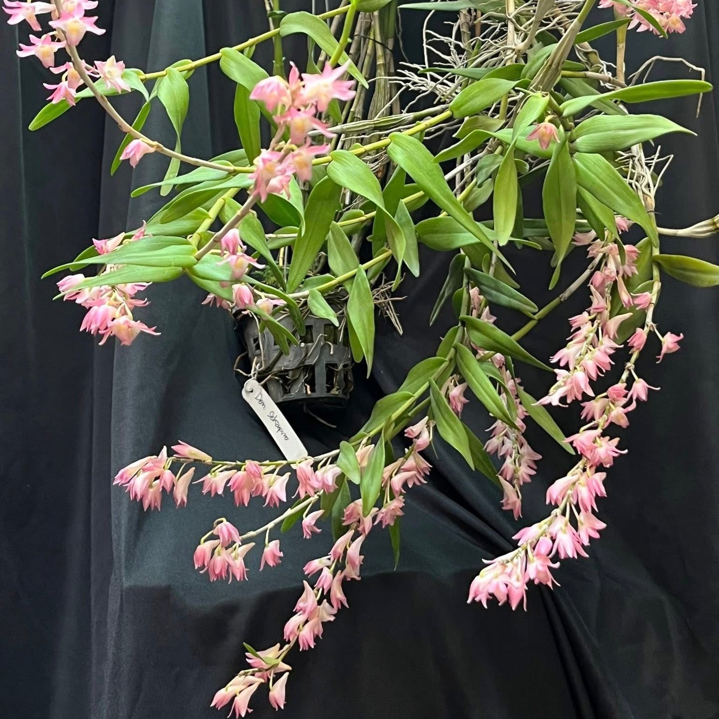 Dendrobium Sekarpuro Orchid Plant - BS