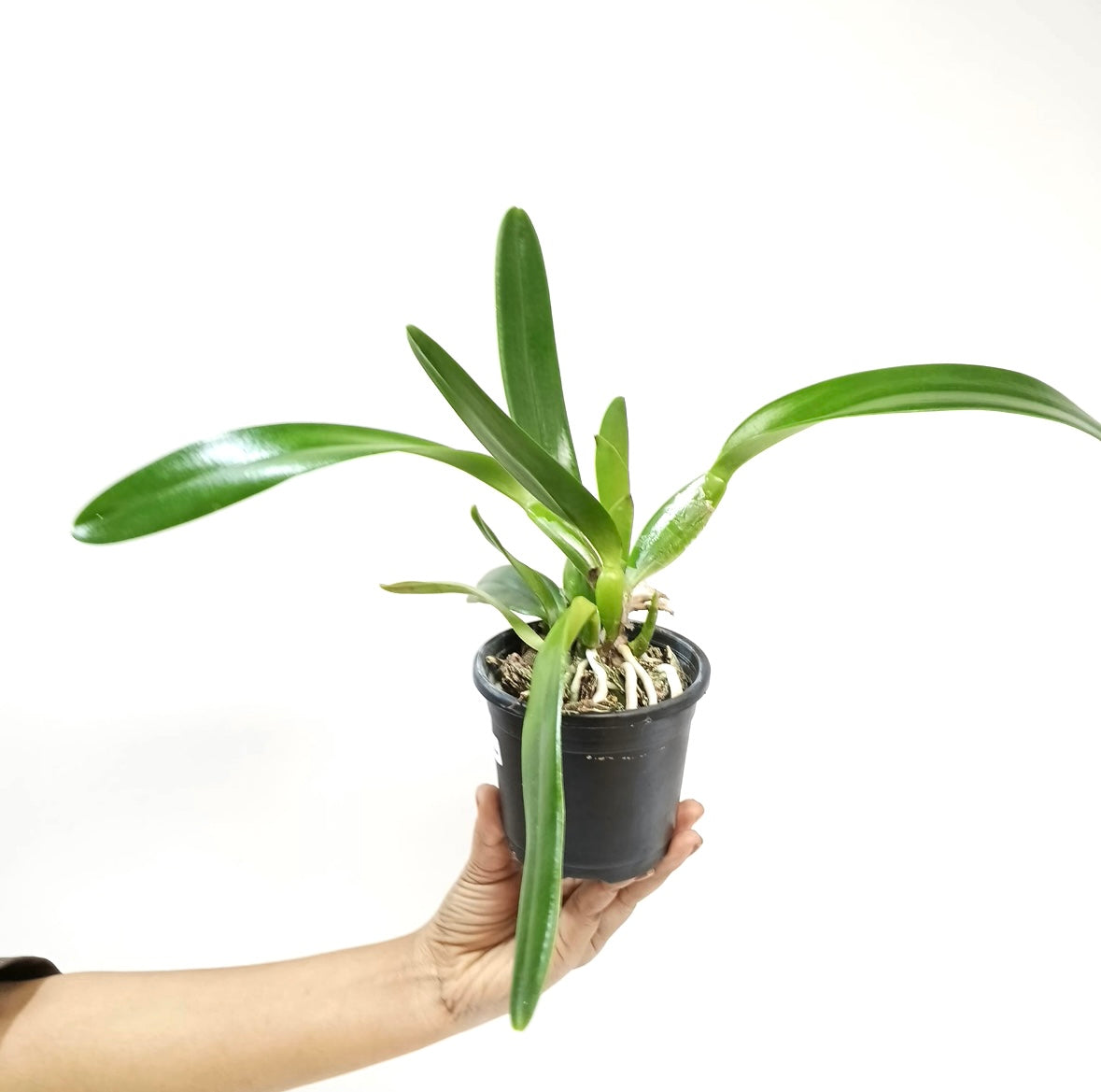 Cattleya Excelsior 'The Globe' Orchid Plant - BS