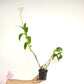 Dendrobium Charming White x Tuang Pink - FF