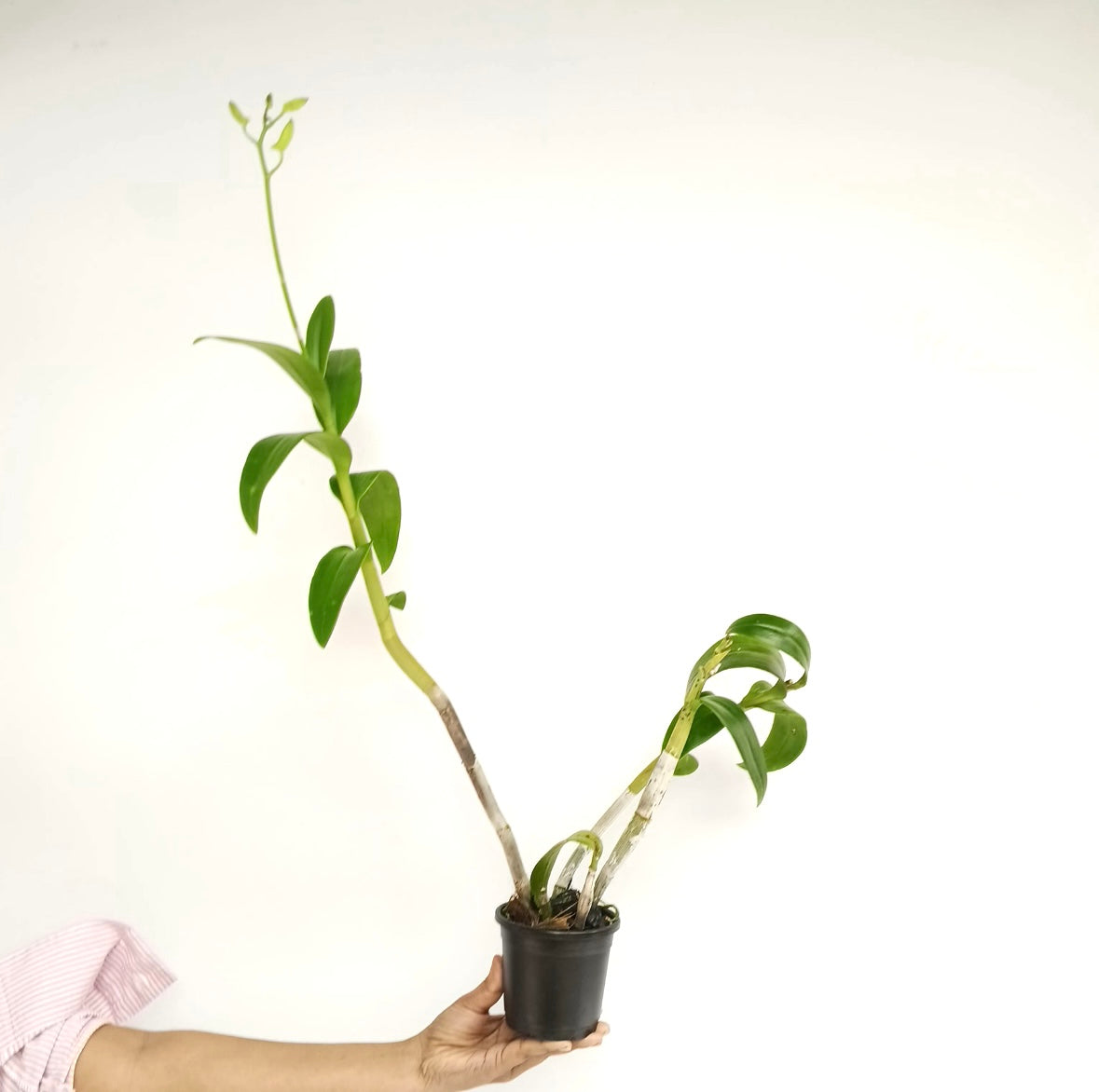Dendrobium Charming White x Tuang Pink - FF