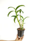 Dendrobium Uraiwan Fragrant Orchid Plant - FF (Emerging Spike)