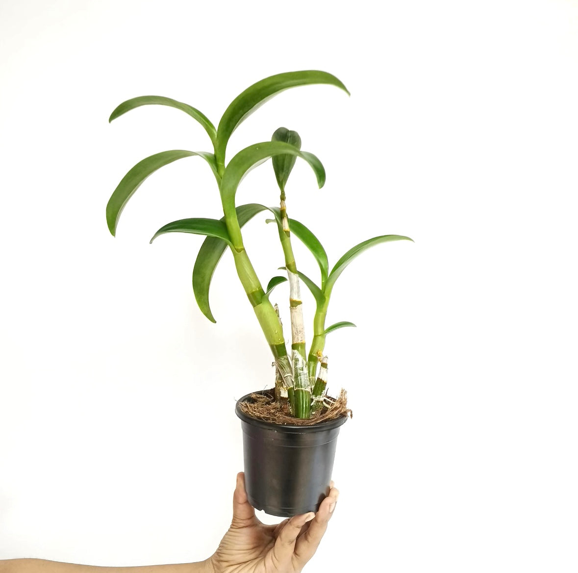Dendrobium Uraiwan Fragrant Orchid Plant - FF (Emerging Spike)