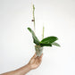 Phalaenopsis Love Waltz Orchid Plant - FF