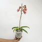 Phalaenopsis Midsummer Night Orchid Plant - FF