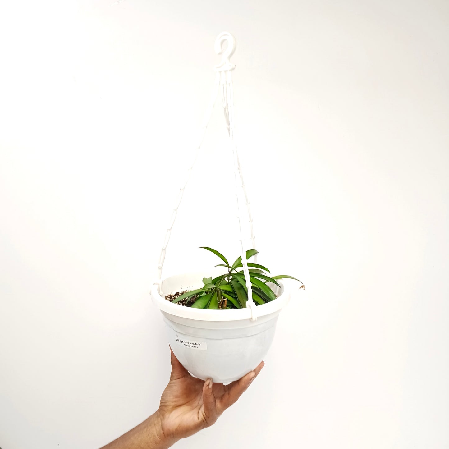 Hoya longifolia 'China Beans' - Buy Orchids Plants Online by Orchid-Tree.com