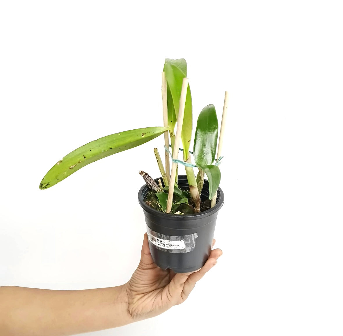 Cattleya bowringiana var. red sp. Orchid Plant - BS