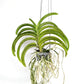 Vandachostylis Crownfox Red Gem Orchid Plant - BS