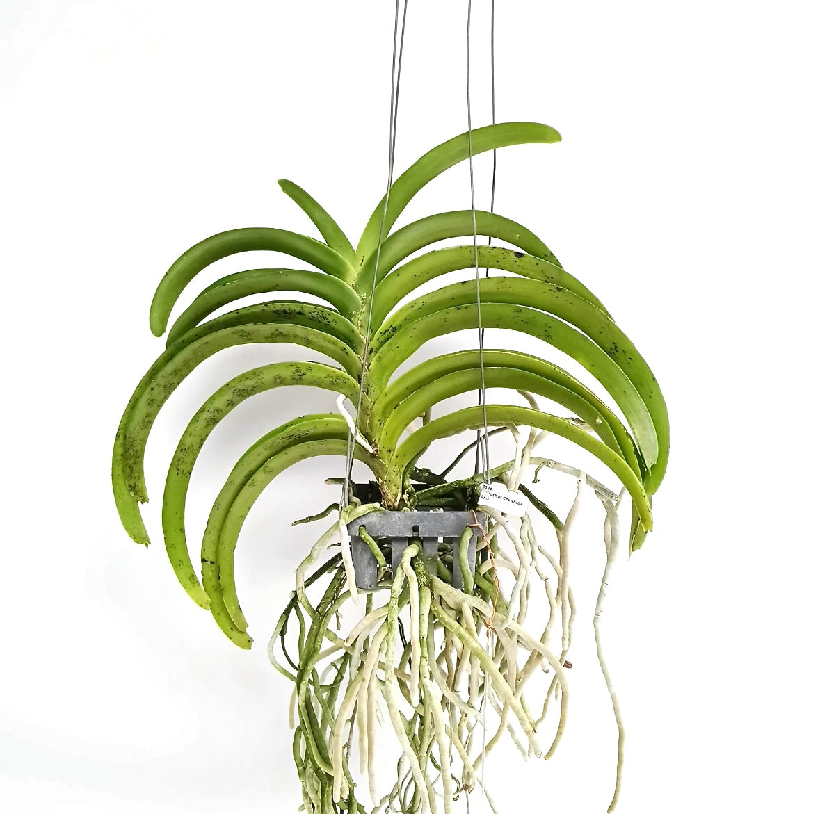 Vandachostylis Crownfox Red Gem Orchid Plant - BS