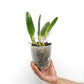 Cattleya glauca sp. Orchid Plant -NBS