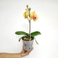 Phalaenopsis KV Beauty Orchid Plant - FF