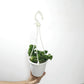 Twisted Rope Hoya Plant