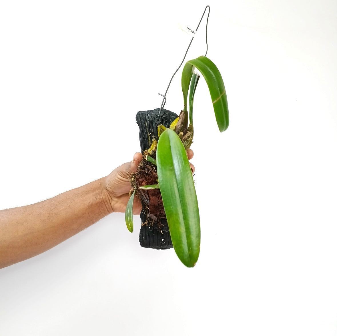 Bulbophyllum medusae sp. Orchid Plant - BS