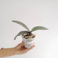 Phalaenopsis schilleriana sp. Orchid Plant - BS