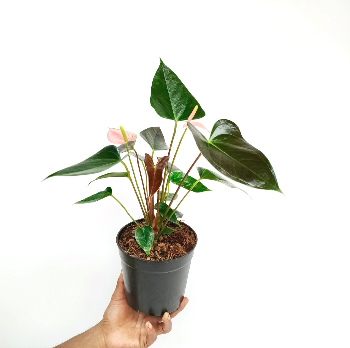 Anthurium Peach (Mini)