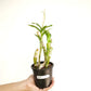 Dendrobium Wave Pink Orchid Plant - BS
