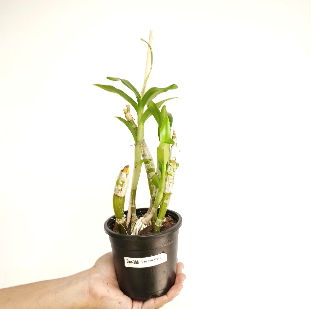 Dendrobium Wave Pink Orchid Plant - BS