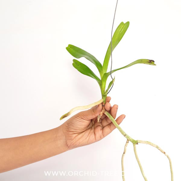 Aerides odoratum sp. Orchid Plant - SS (Bareroot)