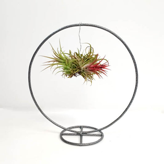 Tilandsia Ionantha on a Ring | Air Plant