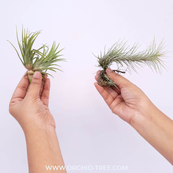 Tilandsia Air Plants Combo | Pack of 2