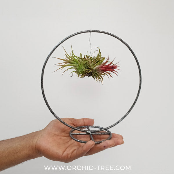 Tilandsia Ionantha on a Ring | Air Plant