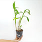 Dendrobium Peach #28 Orchid Plant - BS