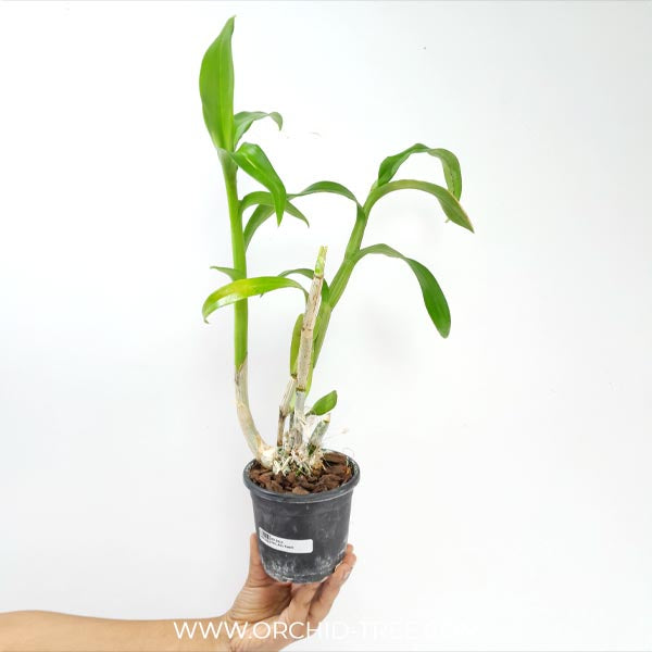 Dendrobium Peach #28 Orchid Plant - BS