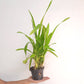 Oncidium Aliceara Alice Orchid Plant - FF