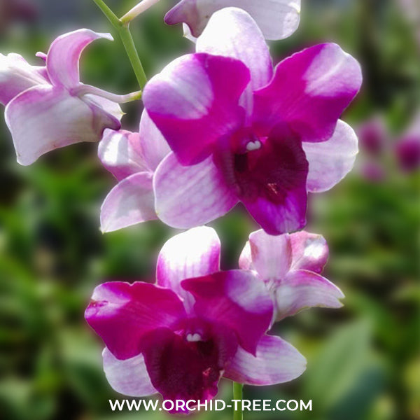 Dendrobium Dragon Smile Orchid Plant - BS - Buy Orchids Plants Online by Orchid-Tree.com