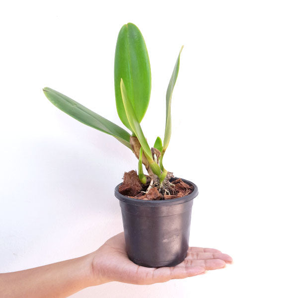 Cattleya (Blc.) Alma Kee 'Tipmalee' Orchid - FF (Buds in Sheath)